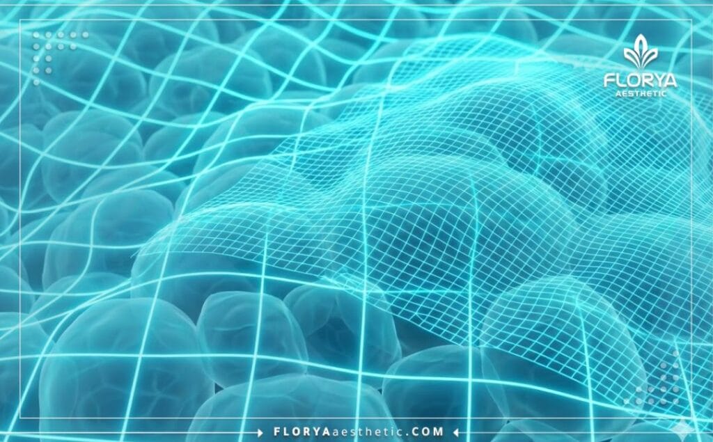 Visualisation 3D macro des tissus adipeux sous-cutanés